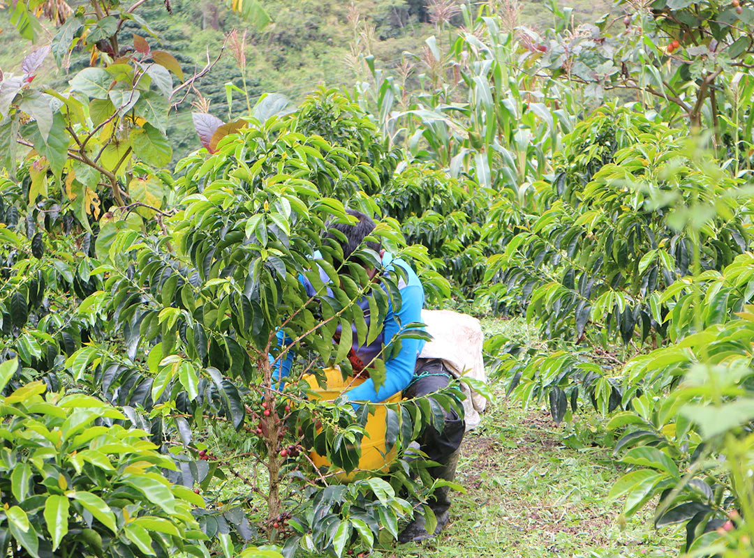 【20% OFF!】 El Carmen / Colombia