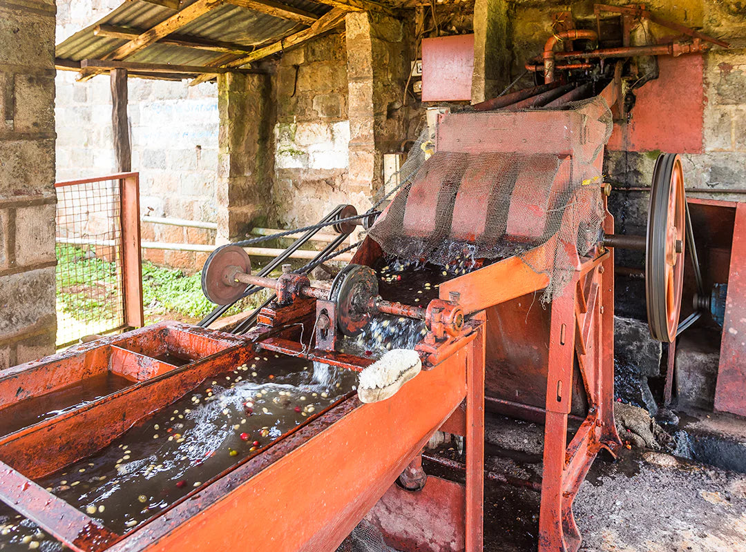 【予約販売 | 3/5頃発送予定】Ichuga / Kenya