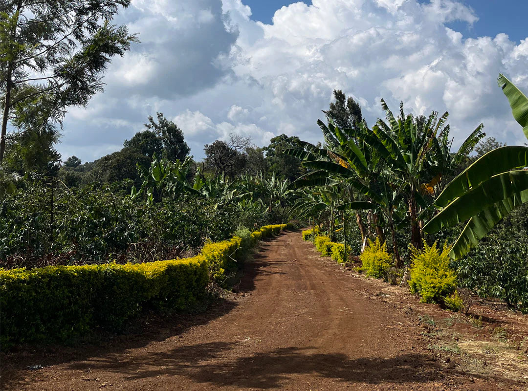 Mutura/ Kenya
