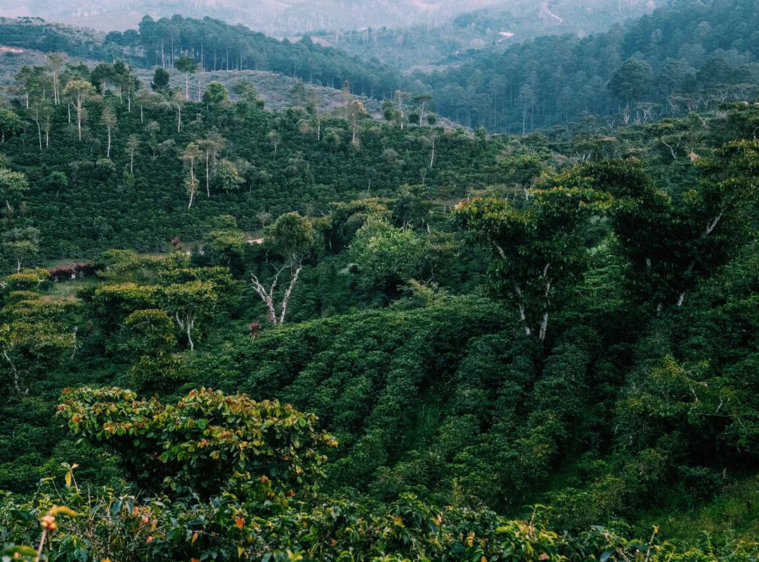 Santa Isabel / Guatemala