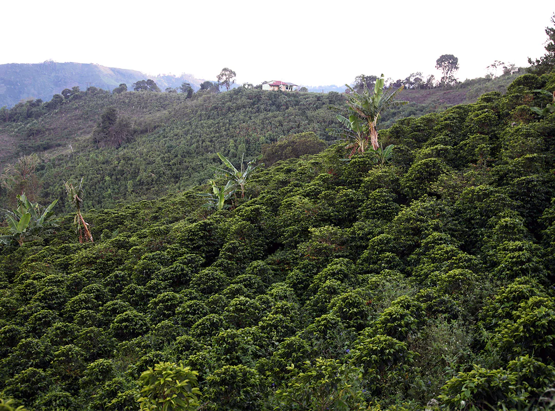 【予約販売|3/5頃発送予定】 Canta Ranas / Colombia