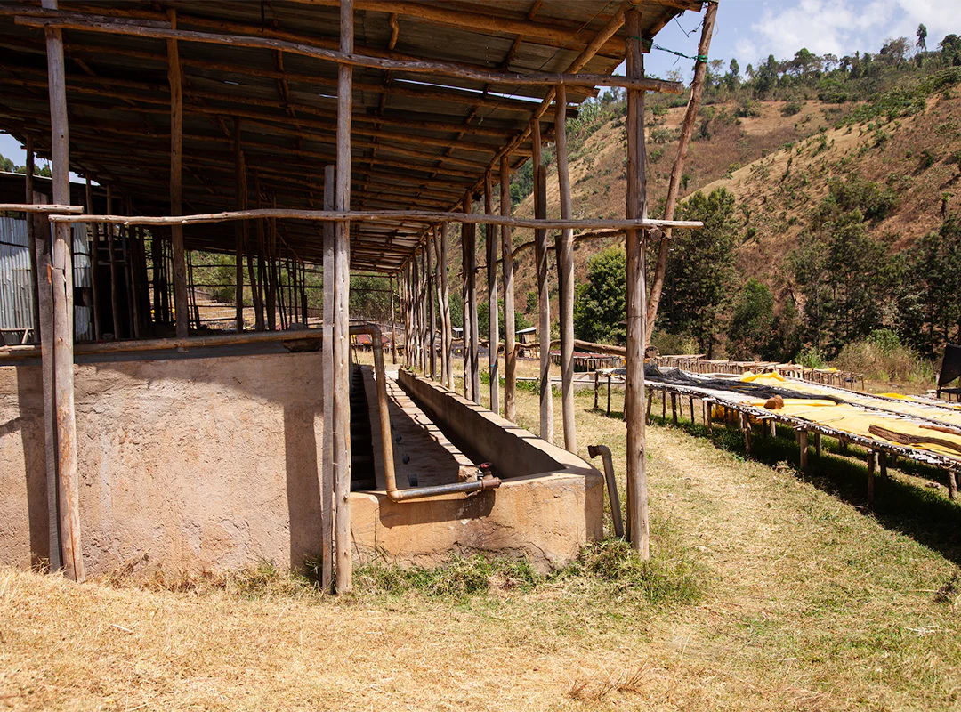 【予約販売|3/5頃発送予定】Ayla / Ethiopia