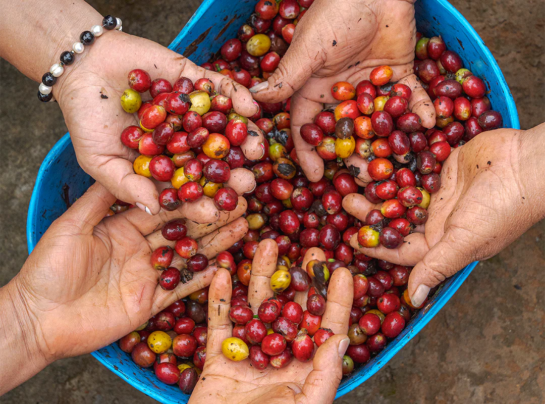 【予約販売|1/15頃発送予定】 Seasonal Blend