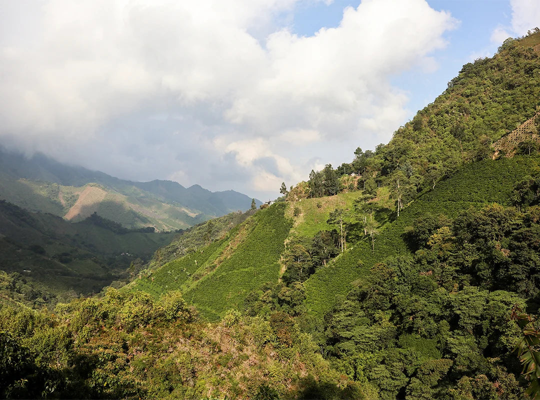 【予約販売|10/12 頃発送予定】La Esperanza / Colombia