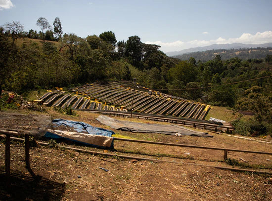 【予約販売|11/14頃発送予定】Werka / Ethiopia