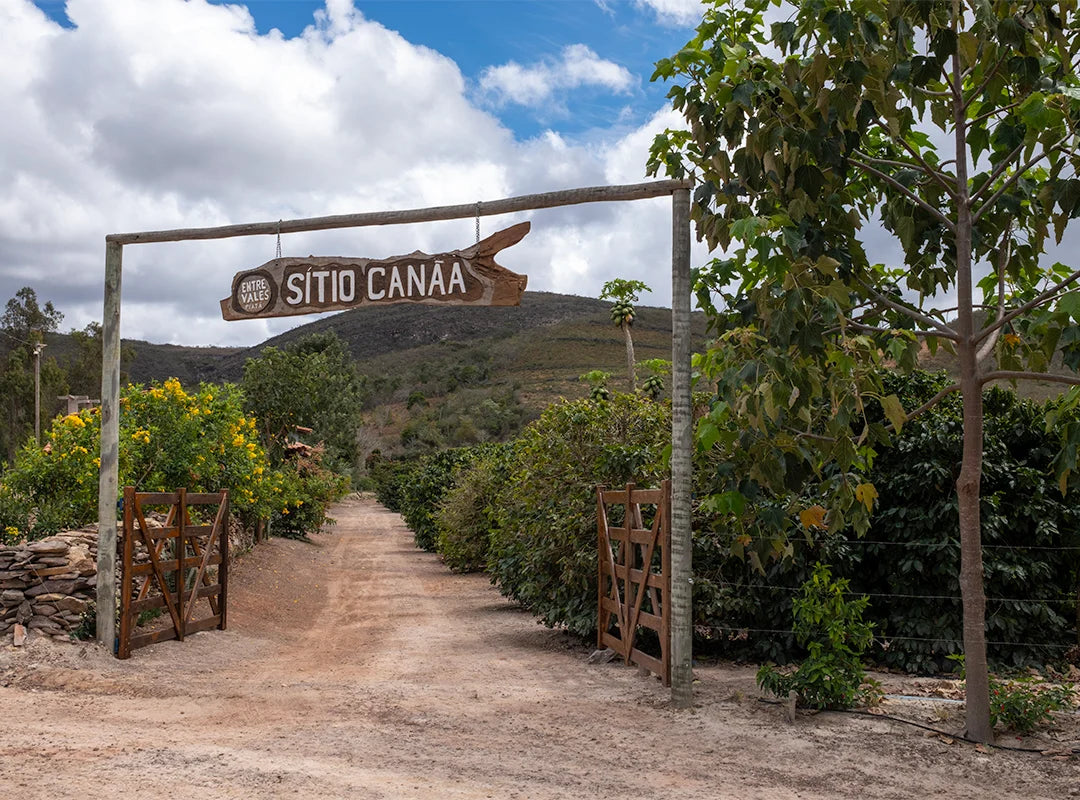【予約販売｜9/5 頃発送予定】Sítio Canaã / Brazil
