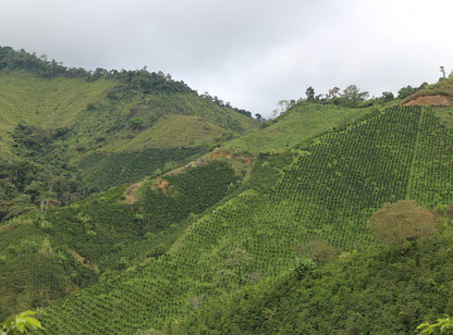 【20% OFF!】 El Carmen / Colombia