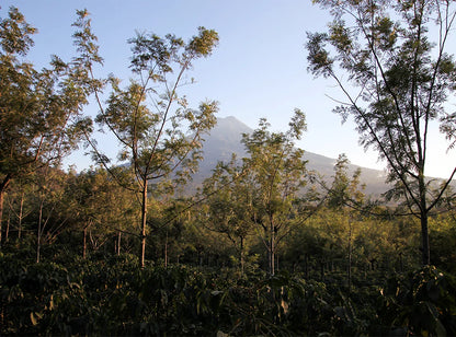 【予約販売｜11/6 頃発送予定】Santa Clara Gesha / Guatemala
