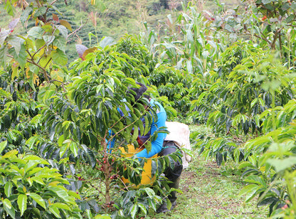 【20% OFF!】 El Carmen / Colombia