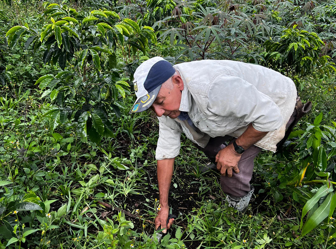 【予約販売｜11/14頃発送予定】El Porvenir / Colombia