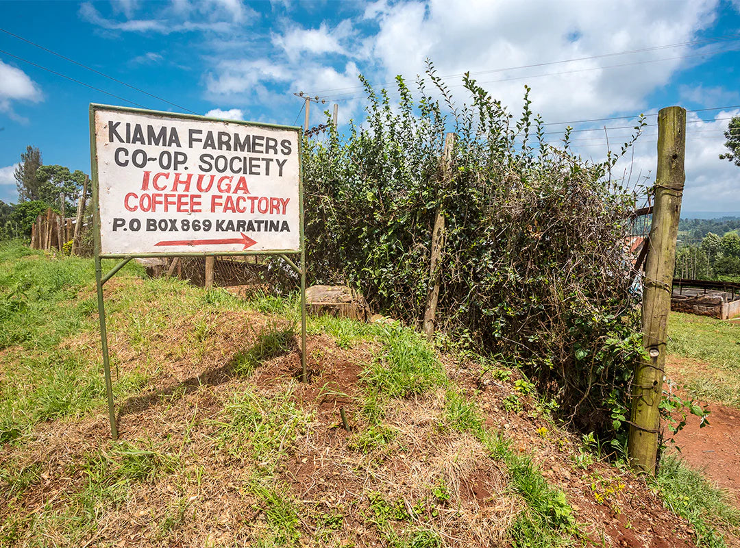 【予約販売 | 3/5頃発送予定】Ichuga / Kenya