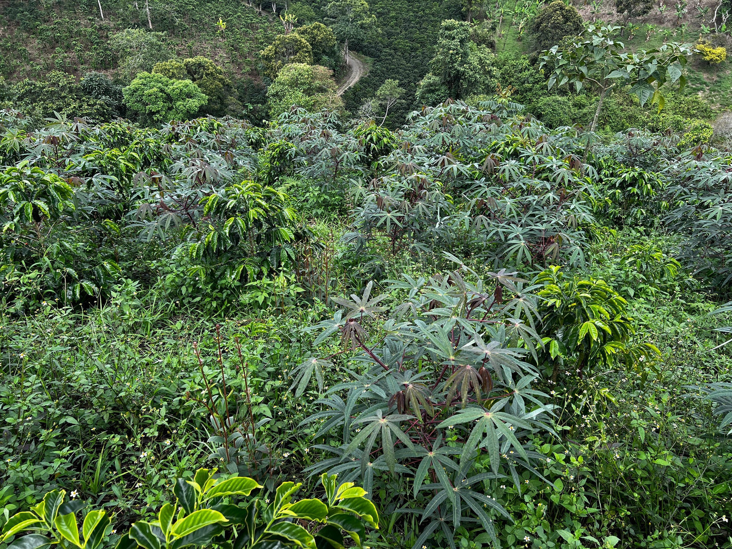 【予約販売｜11/14頃発送予定】El Porvenir / Colombia