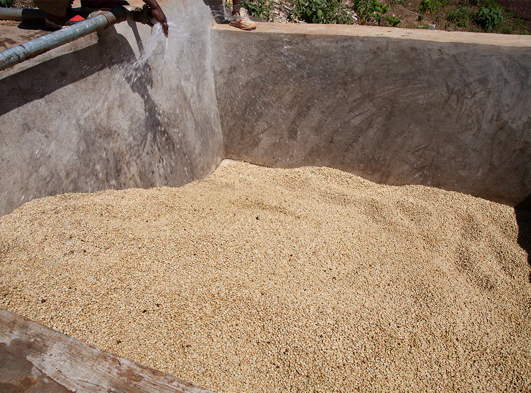 【予約販売｜1/15頃発送予定】Jigesa / Ethiopia