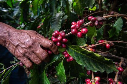 【予約販売｜11/14頃発送予定】Seasonal Blend