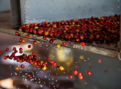 【予約販売｜3/5頃発送予定】Ruli / Rwanda