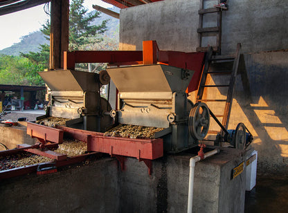 【予約販売｜11/14頃発送予定】Hacienda Carmona / Guatemala