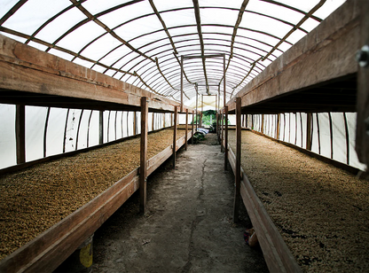 【予約販売｜3/5頃発送予定】 Canta Ranas / Colombia