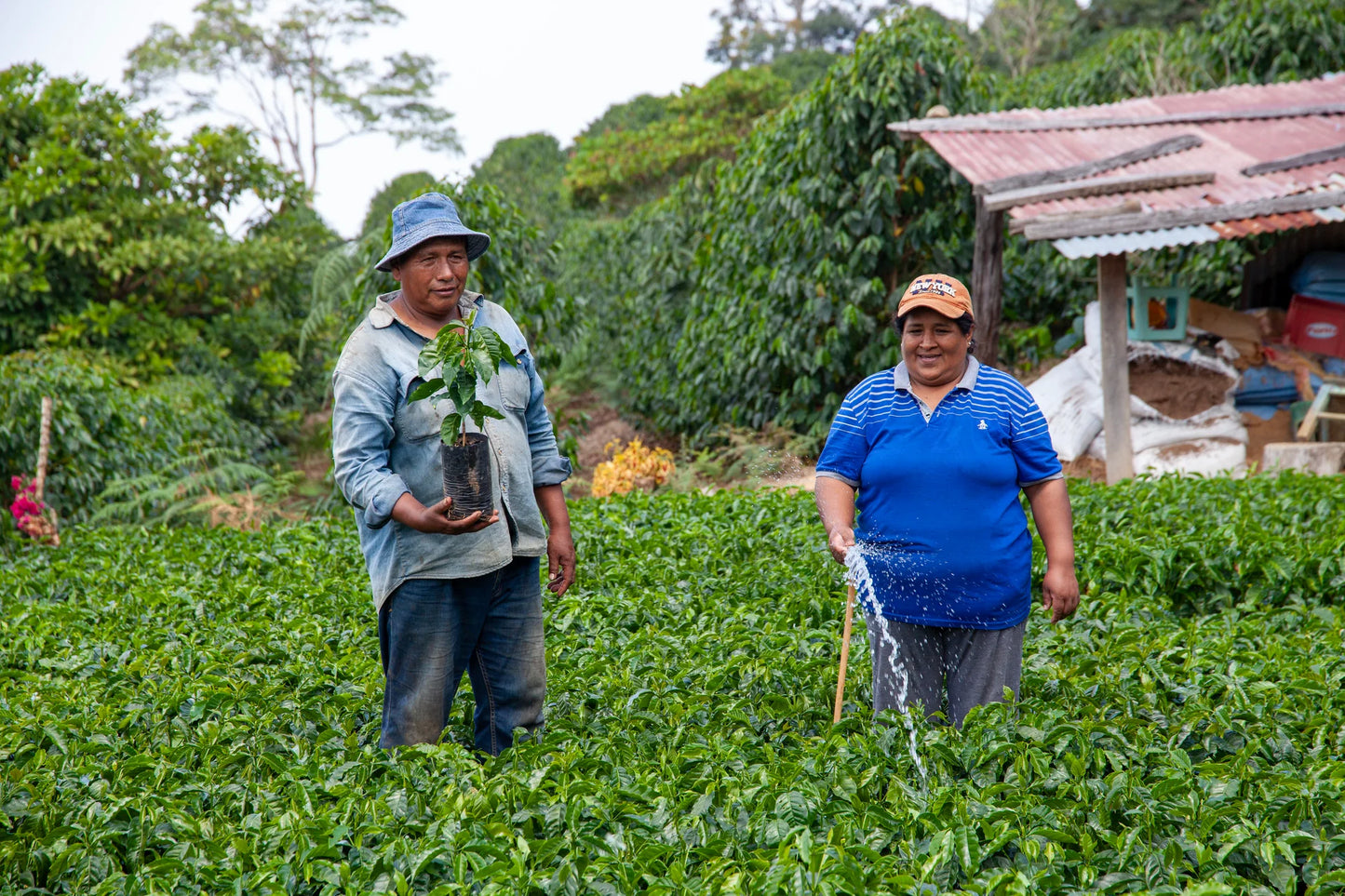 【予約販売｜6/1 頃発送予定】San Bartolomé / Bolivia