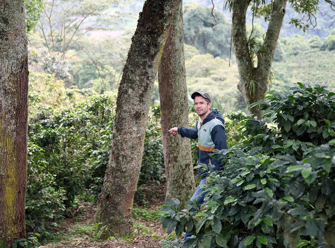 【予約販売｜9/5 頃発送予定】 Lomaverde / Colombia