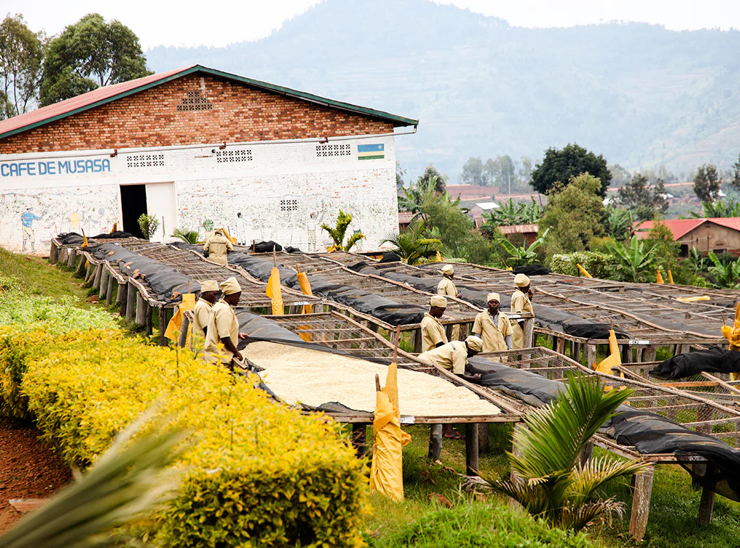 【予約販売｜1/15頃発送予定】Ruli / Rwanda