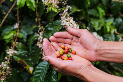 【予約販売｜6/1 頃発送予定】 Seasonal Blend