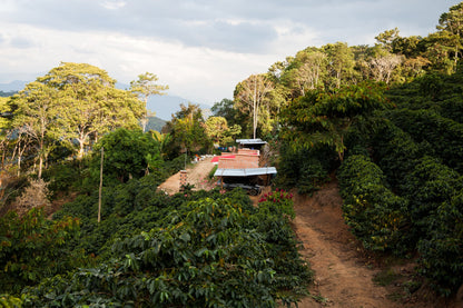 【予約販売｜6/1 頃発送予定】San Bartolomé / Bolivia