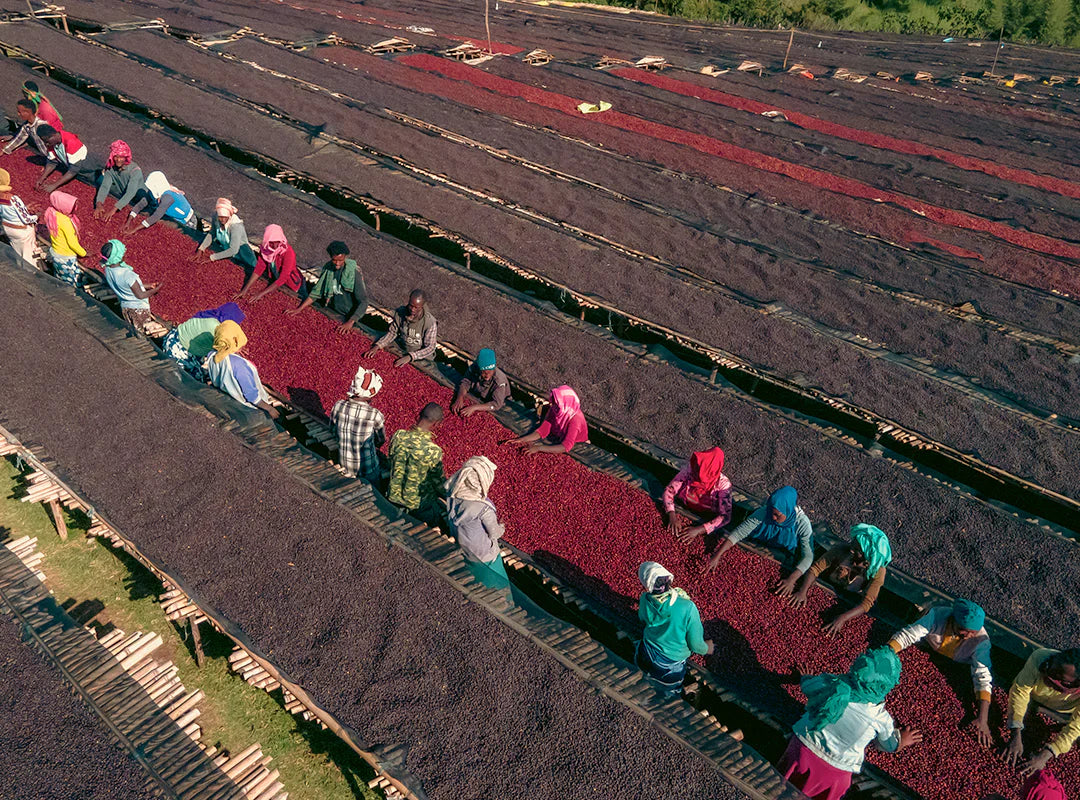 【予約販売｜3/5頃発送予定】Werka / Ethiopia (Espresso roast)