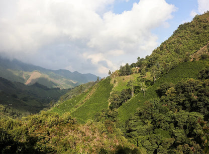 【予約販売｜10/12 頃発送予定】La Esperanza / Colombia