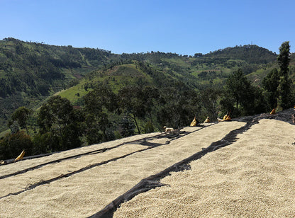 【予約販売｜3/5頃発送予定】 Seasonal Blend